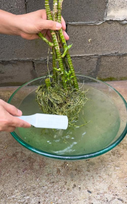 家庭养花用生根粉