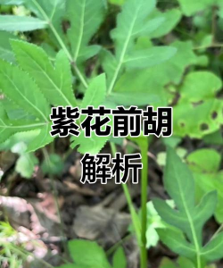信前胡开什么颜色的花
