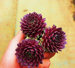 多肉红牡丹怎么养