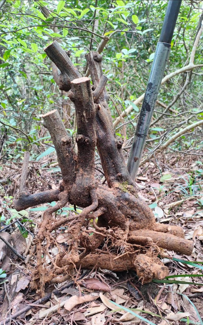 胡颓子能与什么树嫁接