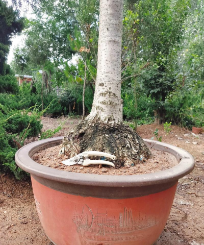 盆种流苏树用什么肥料