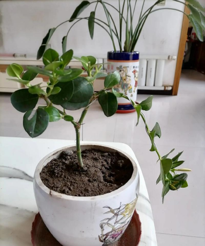 铁杆茉莉是什么样的