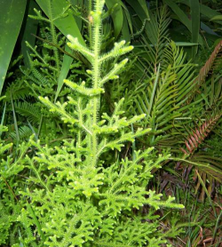 垂穗石松怎么拍好看