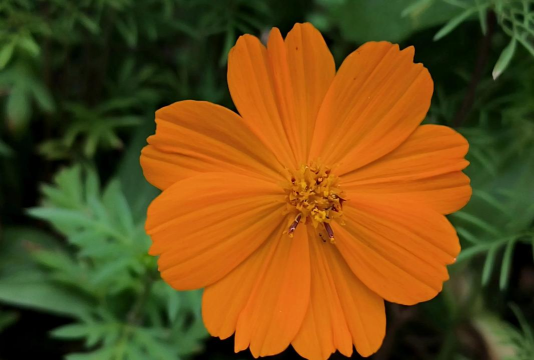 硫华菊花谢了怎么处理