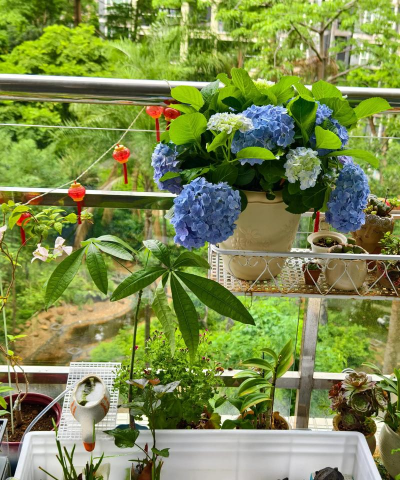 家庭养花用生根粉