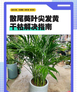 散尾葵要死干叶怎么补救