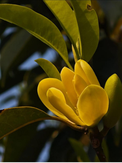 乐昌含笑为什么要叫含笑