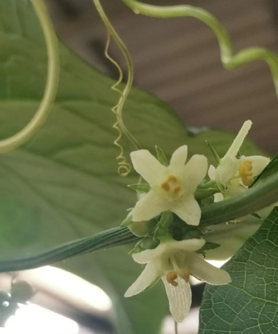 佛手瓜花什么样子