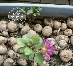 大丽菊的块根叫什么