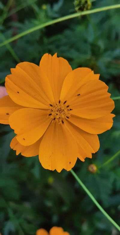 黄秋英又叫什么花