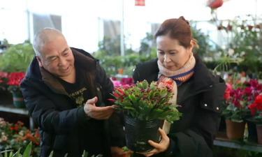 家庭养花用生根粉