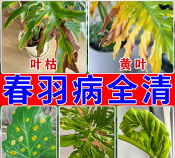 家庭养花用生根粉