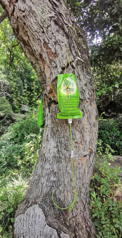 家庭养花用生根粉