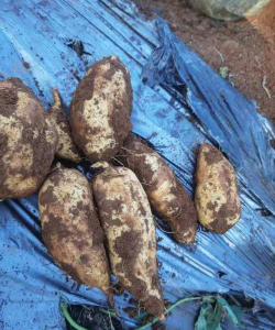 台湾红薯在什么地方种