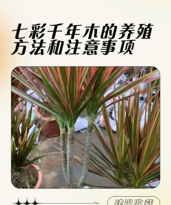 五彩木怎么种植
