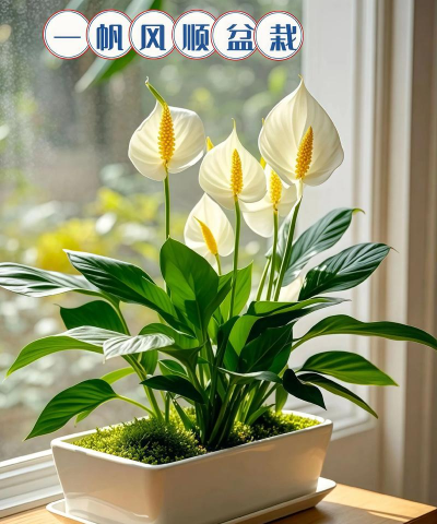 花卉白掌用什么土养