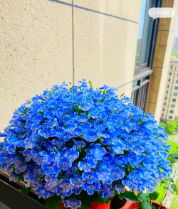 六倍利什么时候花期