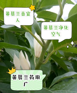 黄葛兰花有什么用途