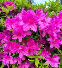 毛杜鹃花是什么品种