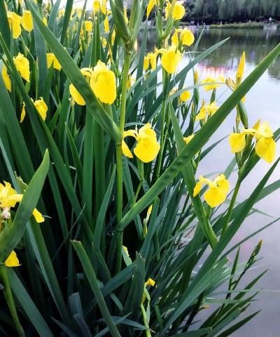 菖蒲水黄是什么样子