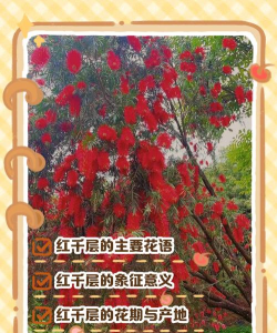 红千层花语什么意思