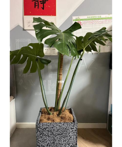 盆栽里放的棕丝是什么