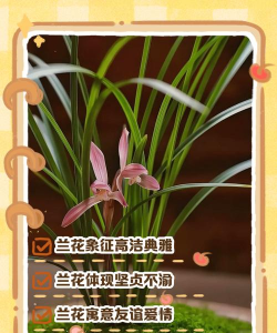 大花卉兰花的花语是什么