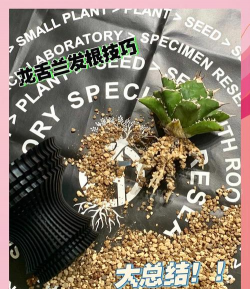 龙舌兰如何生根