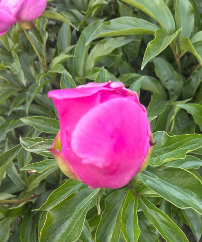 芍药花谢了怎么办