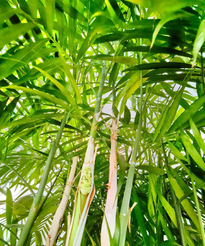 夏威夷竹子花是什么样