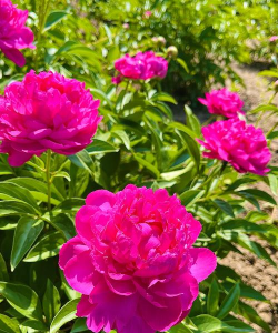 芍药花外形是什么样