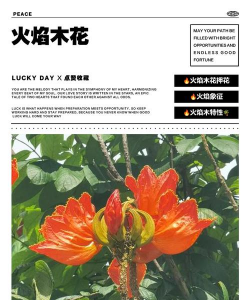 火焰木的花有什么作用