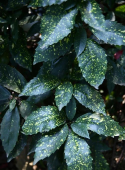 撒金桃叶珊瑚什么科