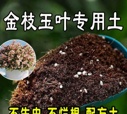 金枝玉叶要用什么土
