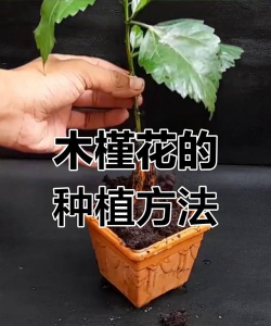 木槿繁殖技术