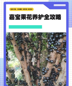 嘉宝果怎么打花