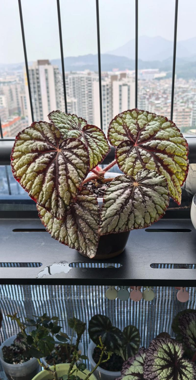 家庭养花用生根粉