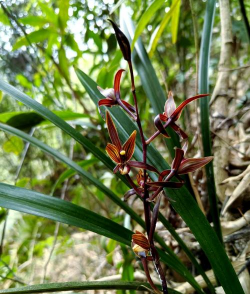 野生墨兰什么地方有名