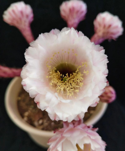 小黑美人花怎么养