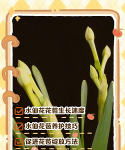 水仙花苞怎么勾
