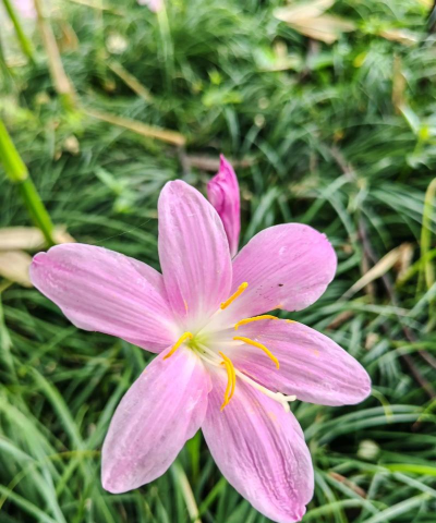 风雨兰韭兰花怎么养