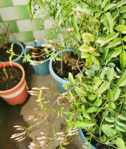 多花素馨怎么配土