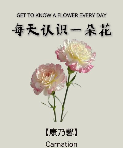 香石竹的别名叫什么