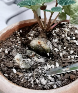 家庭养花用生根粉