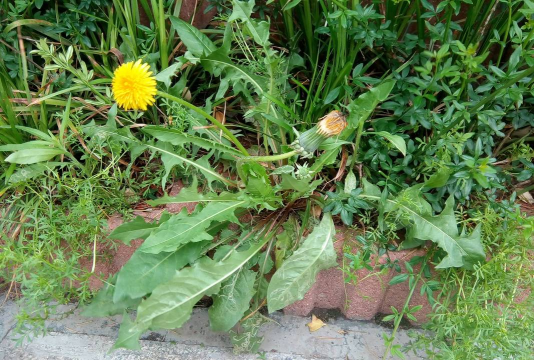 蒲公英草长成什么样子的