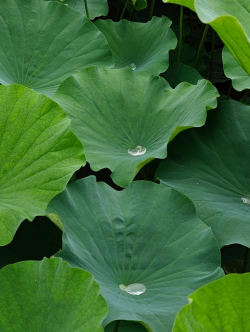 荷花叶子是什么样子