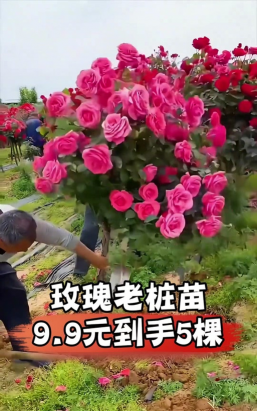 家庭养花用生根粉