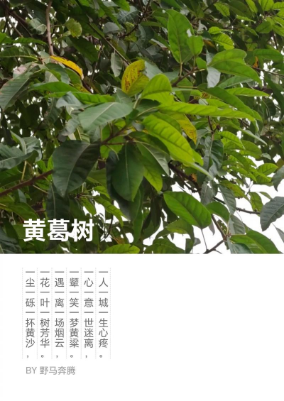 黄桷树什么季节扦插好