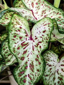 花叶芋养护要点