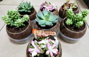 家庭养花用生根粉